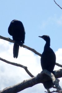Phalacrocorax sulcirostris, Rotorua, New Zealand