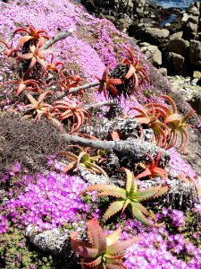 Perkins Park - Pacific Grove, CA - DSC06553