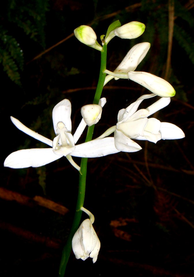 Phaius amboinensis