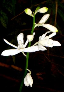 Phaius amboinensis