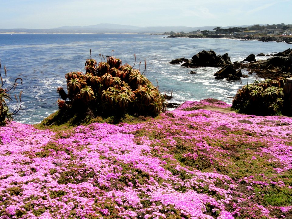 Perkins Park - Pacific Grove, CA - DSC06558