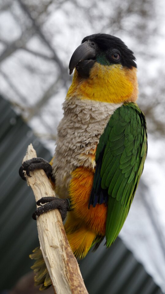 Animal zoo nature