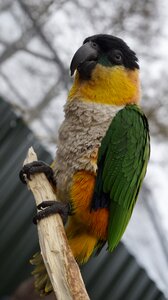 Animal zoo nature