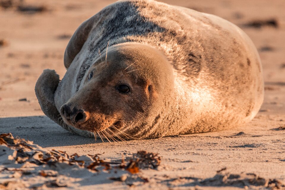 Beach dune helgoland