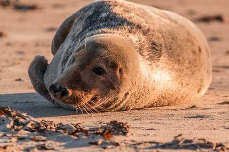 Beach dune helgoland