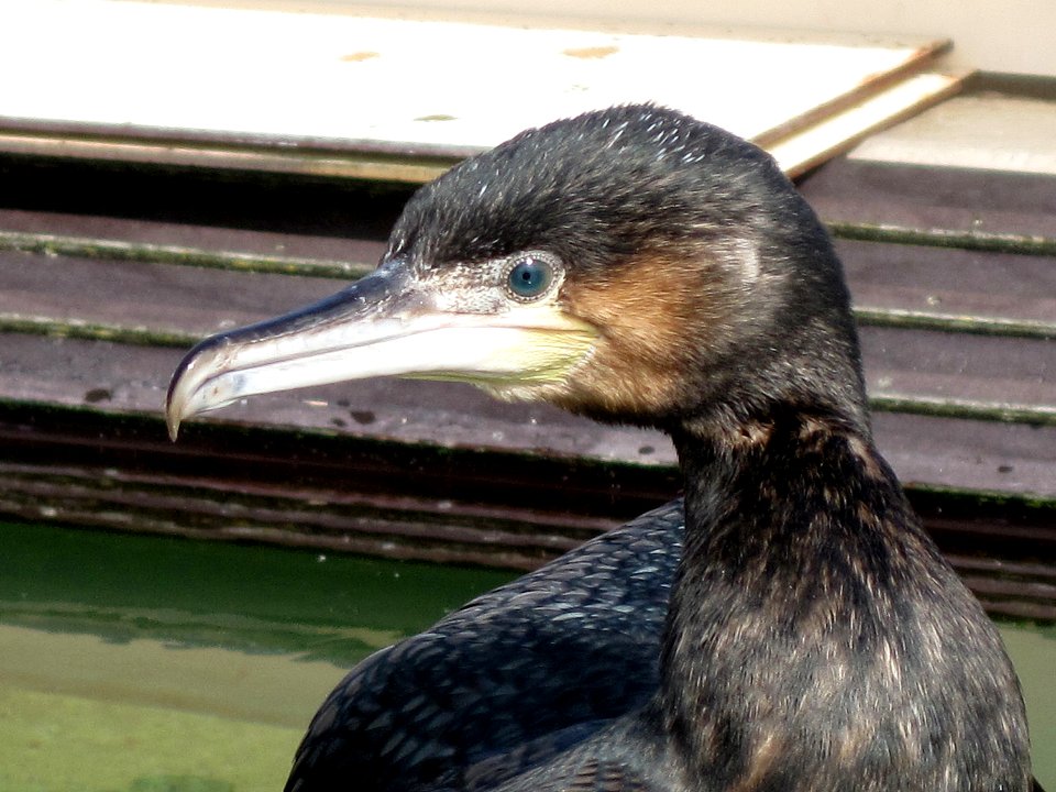 Phalacrocorax carbo (Great cormorant) head, Ecomare, Texel, the Netherlands