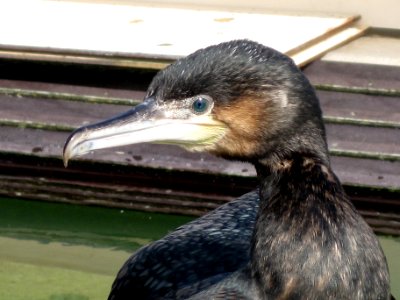 Phalacrocorax carbo (Great cormorant) head, Ecomare, Texel, the Netherlands