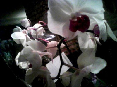 Phal orchid 3 photo