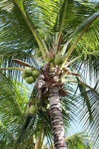 Palm tree plant coconut photo