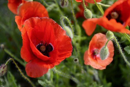 Poppy flower red red poppy photo