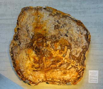 Petrified araucaria, Petrified Forest National Park, Arizona, UA, c. 220 million years old - Naturhistorisches Museum Nürnberg - Nuremberg, Gemany - DSC04248 photo