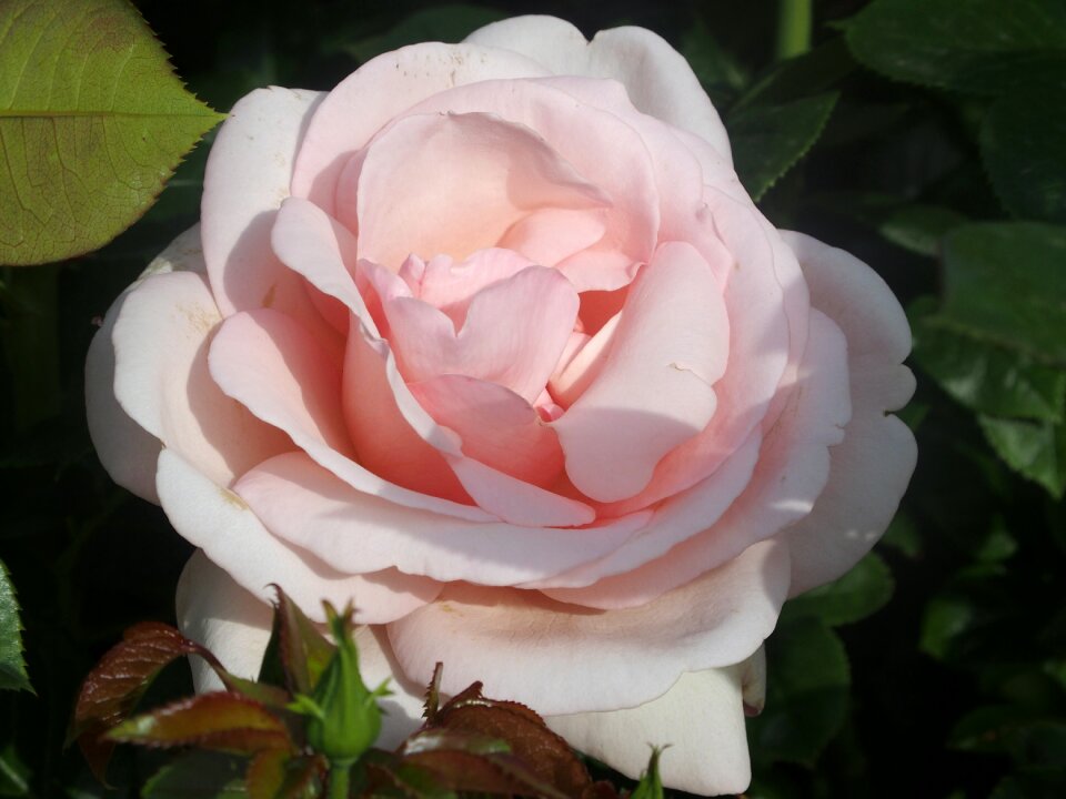 English rose rosebush open grills