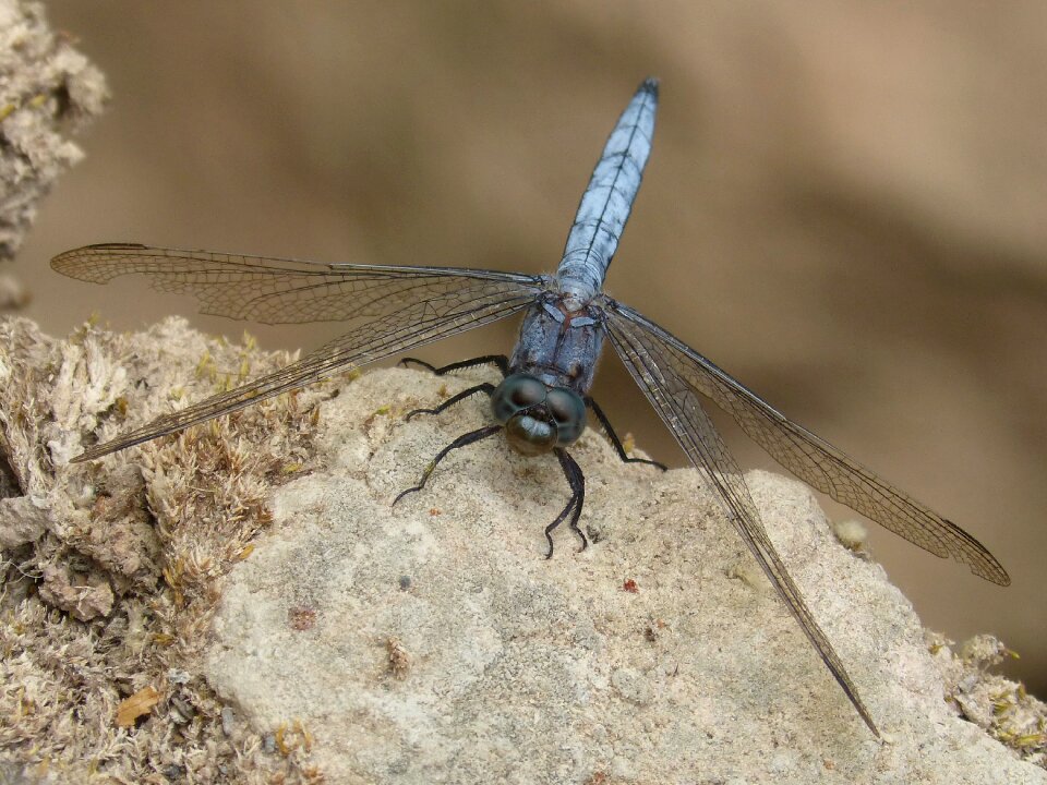 Wetland orthetrum cancellatum dragonfly