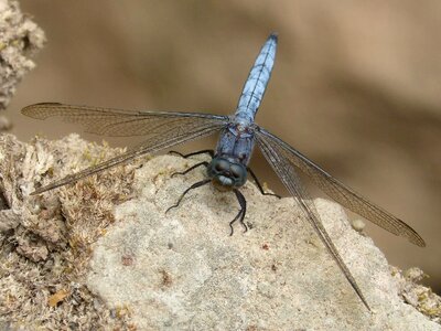 Wetland orthetrum cancellatum dragonfly photo