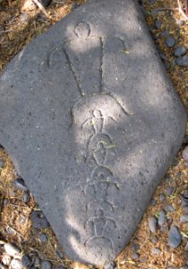Petroglyphs in Puako Petroglyph Archaeological District 1350