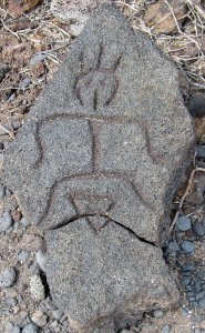 Petroglyphs in Puako Petroglyph Archaeological District 1346