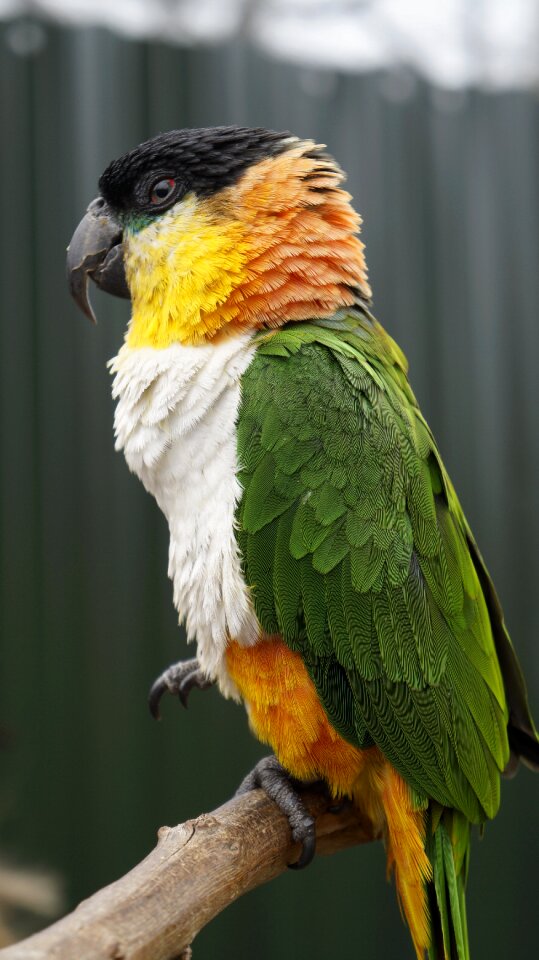 Animal zoo nature