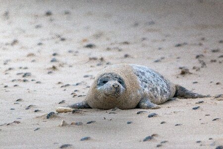 Beach dune helgoland