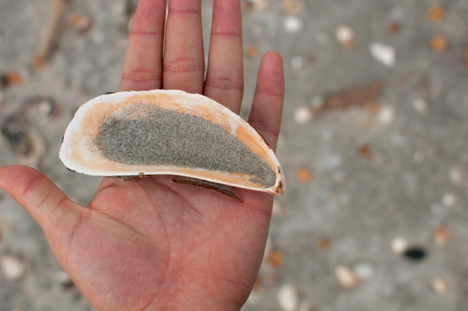 Perna sp in Margarita Island