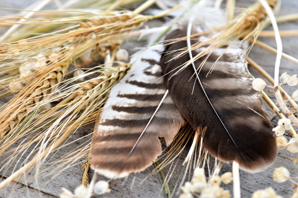 Decorative feather decoration stone