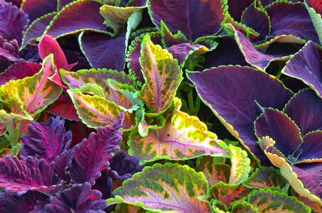 Splendor flora bright
