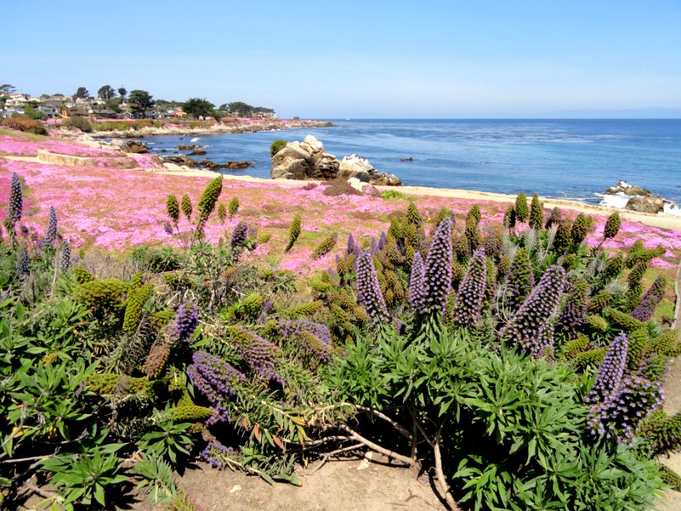 Perkins Park - Pacific Grove, CA - DSC06539