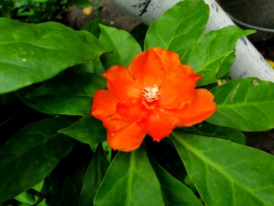Pereskia aculeata orange flowers 3