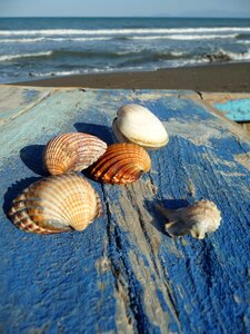Mussel shells vacations flotsam photo