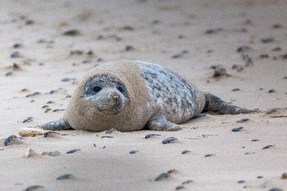 Beach dune helgoland