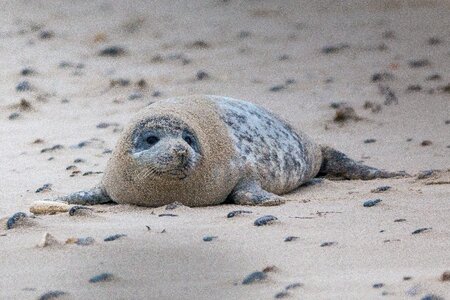 Beach dune helgoland