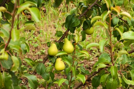 Dacha fruit green