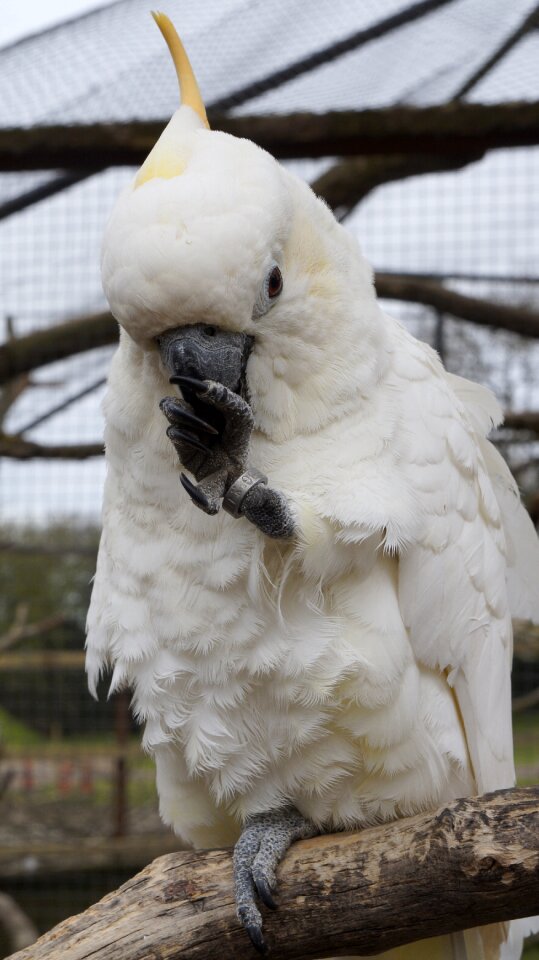 Animal zoo nature