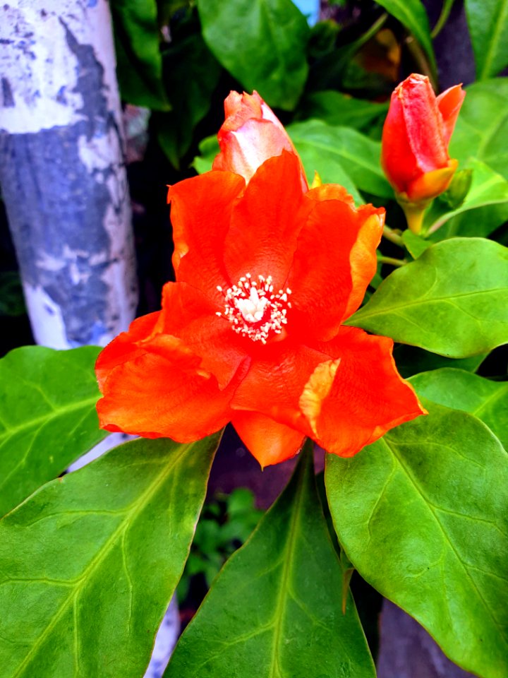 Pereskia aculeata orange flowers