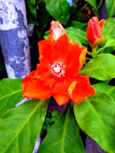 Pereskia aculeata orange flowers