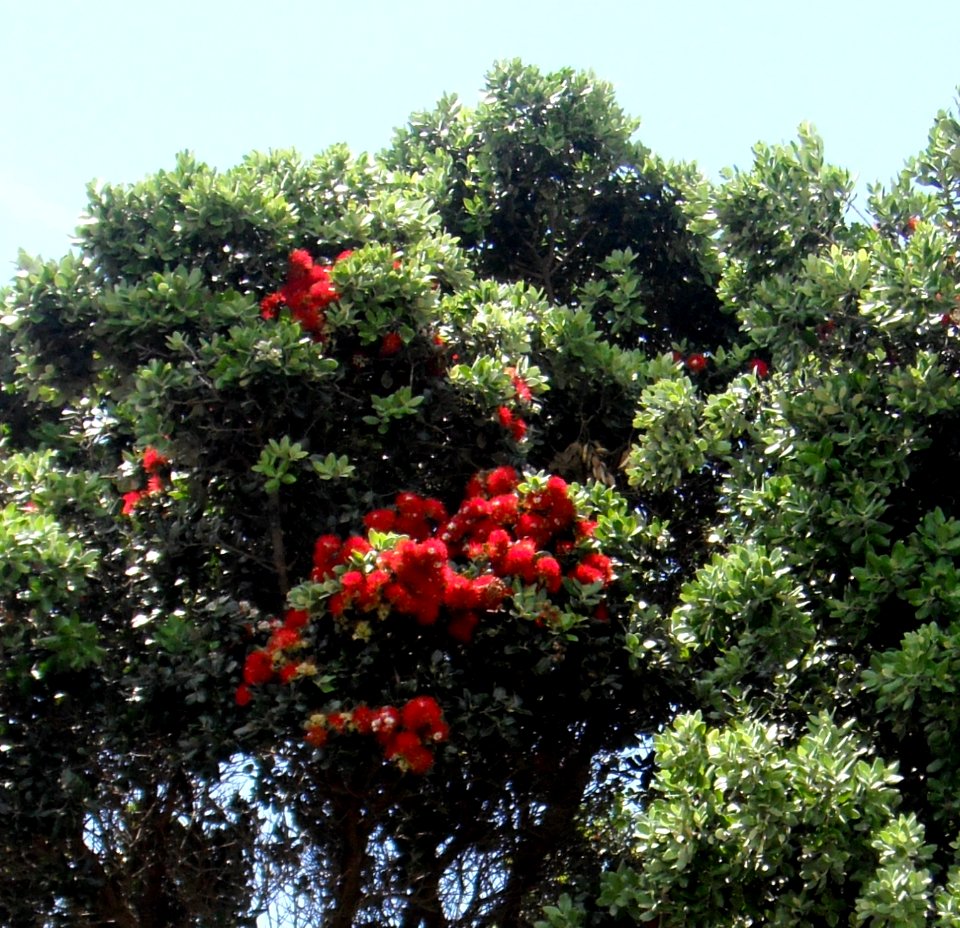 Perroquets dans un arbre en WA