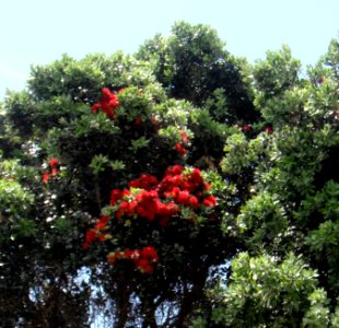 Perroquets dans un arbre en WA