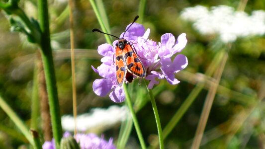 Nature butterfly flowers