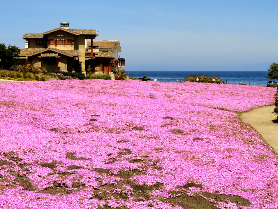 Perkins Park - Pacific Grove, CA - DSC06556