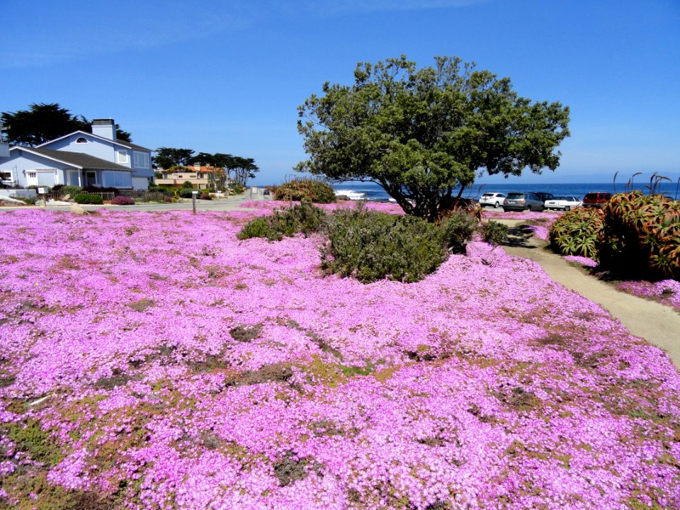 Perkins Park - Pacific Grove, CA - DSC06552