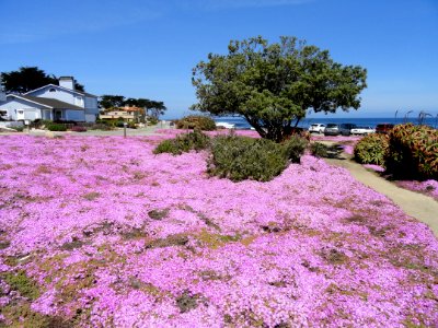 Perkins Park - Pacific Grove, CA - DSC06552