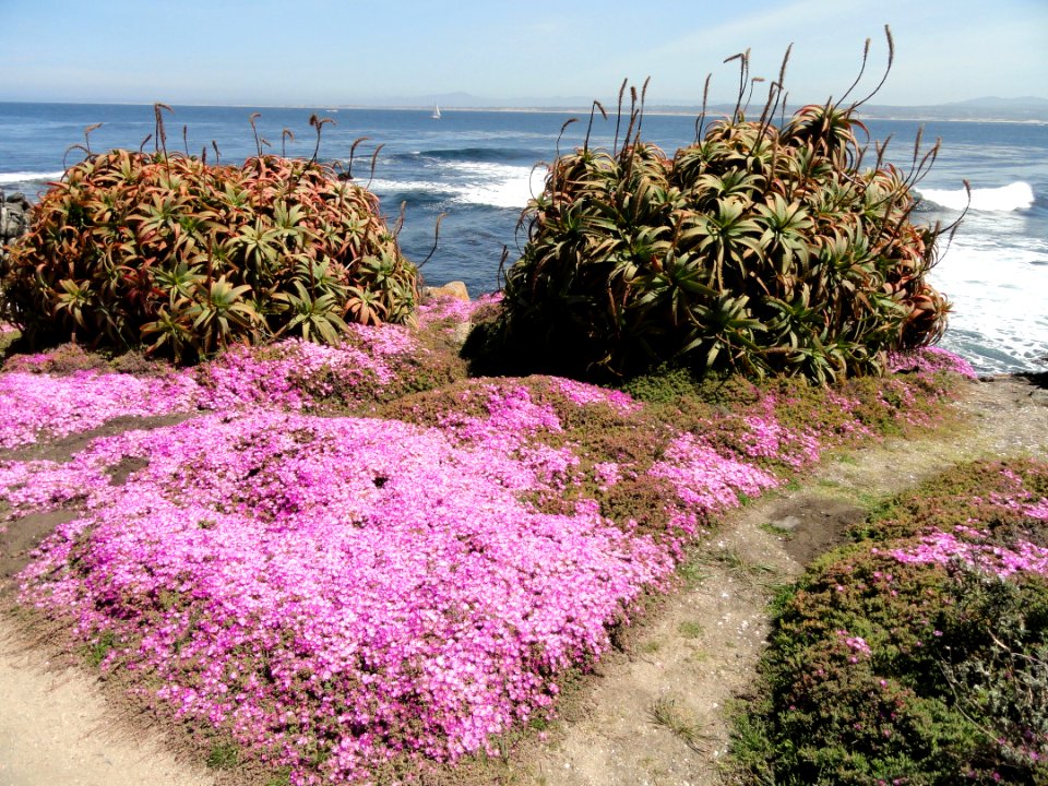 Perkins Park - Pacific Grove, CA - DSC06561