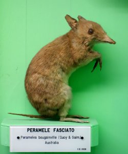 Perameles bougainville - Museo Civico di Storia Naturale Giacomo Doria - Genoa, Italy - DSC02989