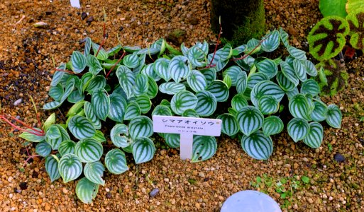 Peperomia argyreia - Shinjuku Gyo-en Greenhouse - Tokyo, Japan - DSC05882