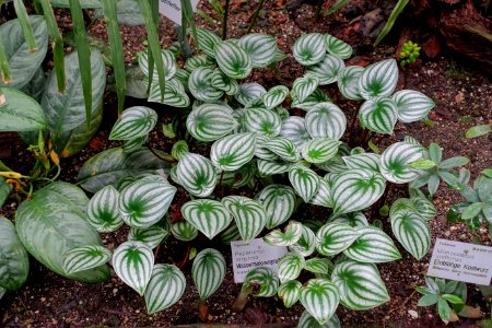 Peperomia argyreia - Flora park - Cologne, Germany - DSC00715
