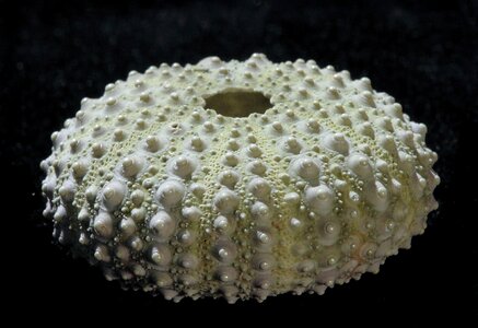 Nature round macro