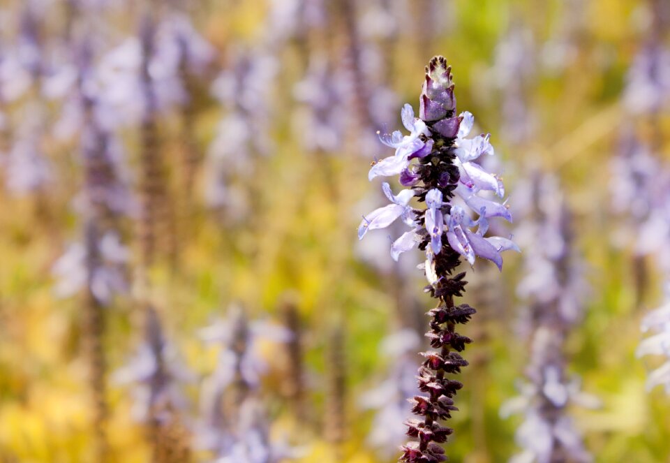Violet spring natural