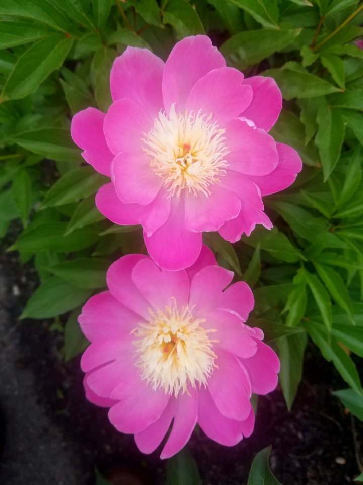 Peonies - Arlington, MA
