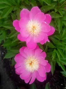 Peonies - Arlington, MA