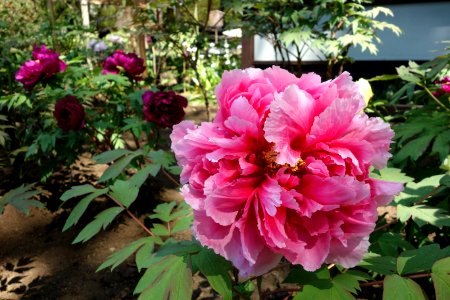 Peony - Ueno Tōshō-gū Peony Garden - DSC01945