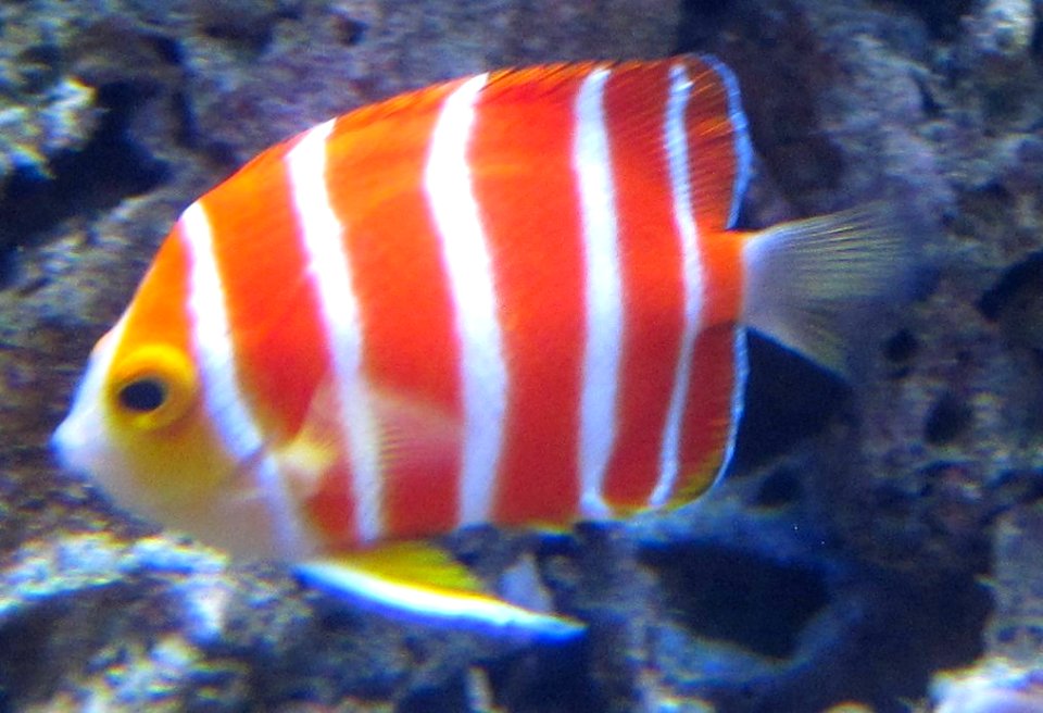 Peppermint Angelfish (Paracentropyge boylei), Waikiki Acquarium